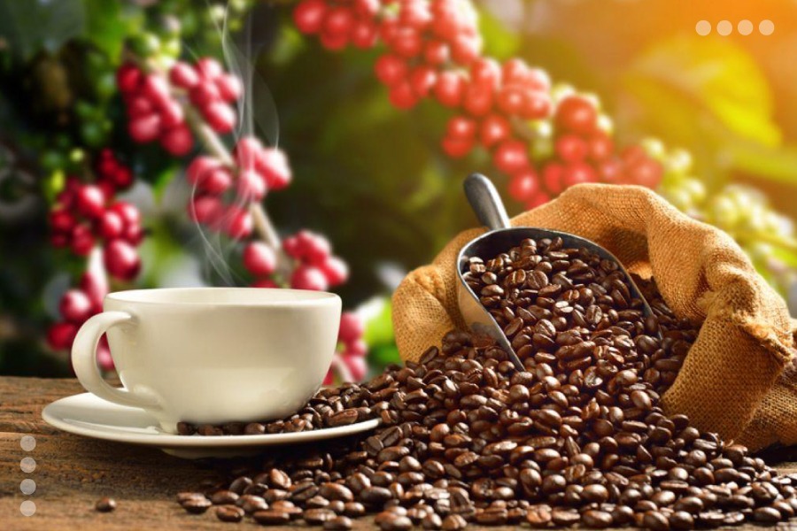 <strong>Estado Portuguesa se posiciona como el mayor productor de café del país</strong>