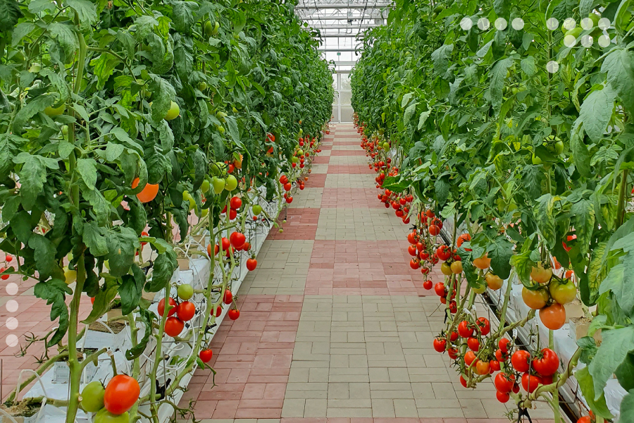 Impulsan procesos de cultivo con invernaderos controlados en el estado Sucre