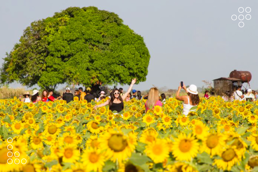 Campos de girasoles en el estado Portuguesa buscan impulsar el agroturismo