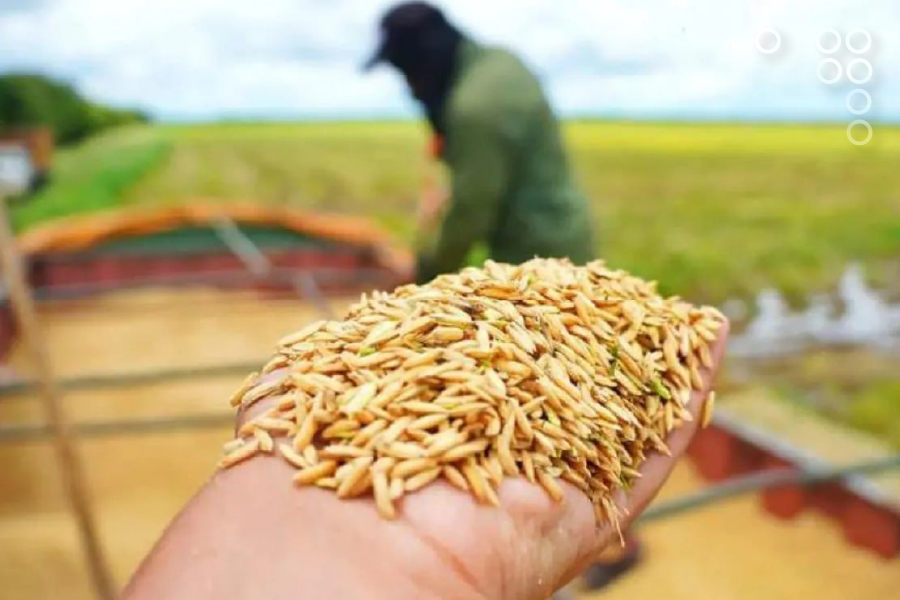 <strong>Cosecha de arroz en Calabozo dará alrededor de 230 mil toneladas</strong>