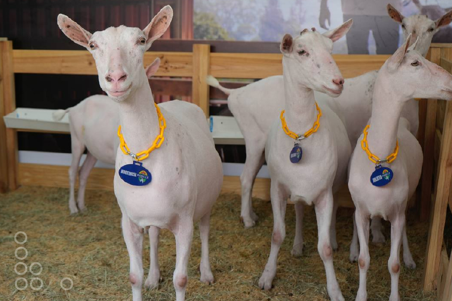 <strong>Barquisimeto celebrará la sexta Feria Internacional Ovina y Caprina</strong>