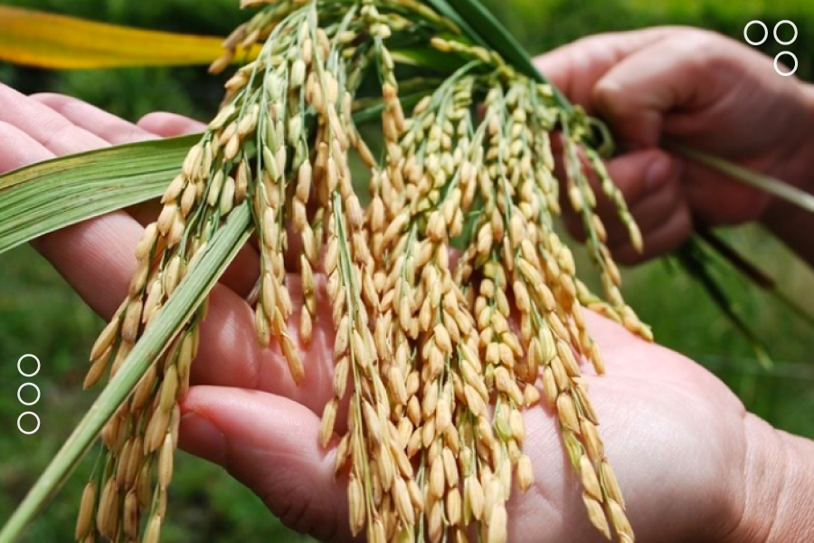 <strong>Presidente anunció la creación del Centro Nacional de Mejoramiento Genético de Cereales, Arroz y Maíz</strong>