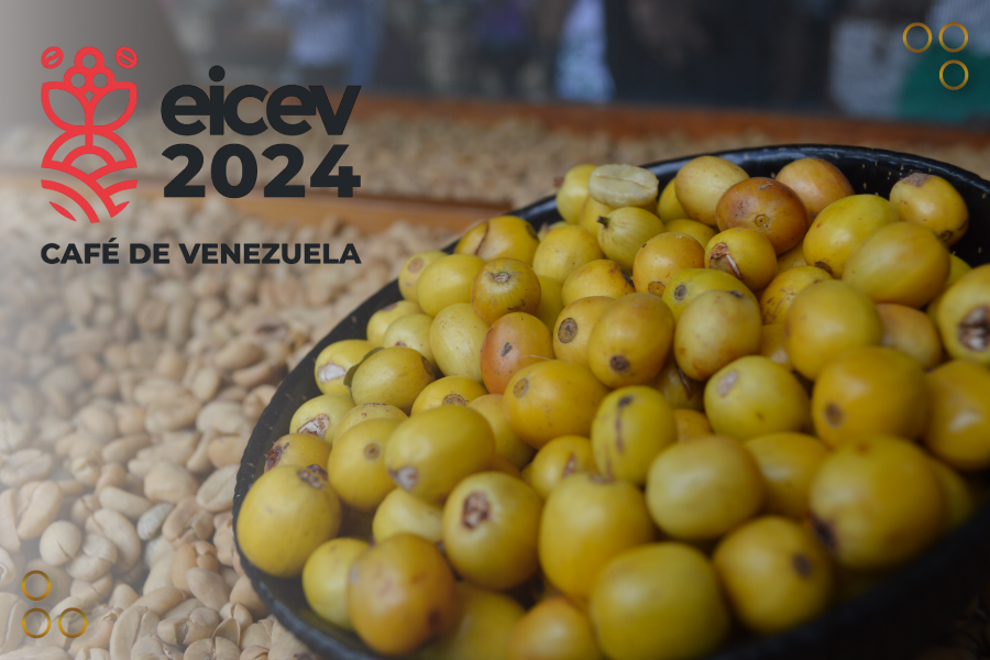 <strong>Catadores seleccionan los 10 mejores cafés de Venezuela en Eicev 2024</strong>