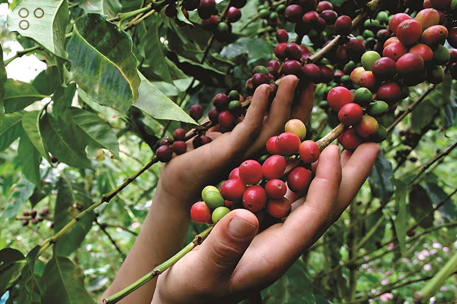 <strong>Potencian producción cafetalera con entrega de insumos en Yaracuy</strong>