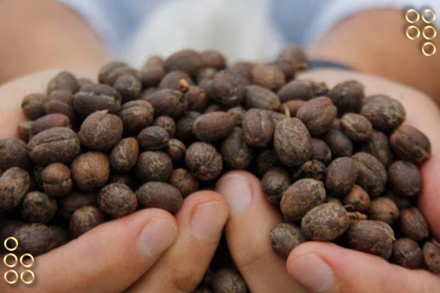 El café mirandino es calidad, único e irrepetible