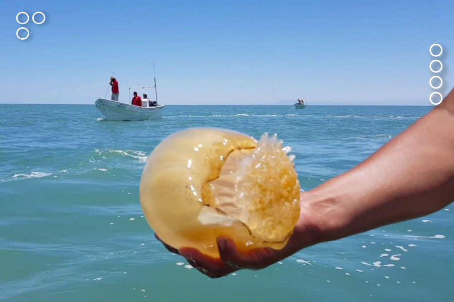 Venezuela exportará 65 toneladas de medusa bola de cañón a China