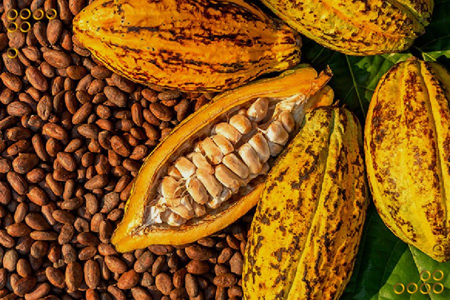 Fortalecen estrategias científicas para potenciar producción del cacao nacional