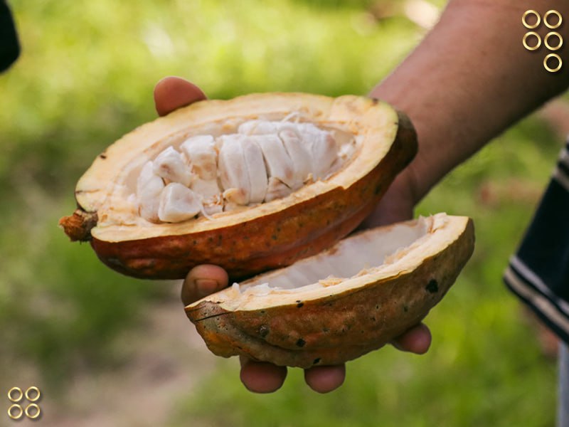 Desarrollan seminario para potenciar producción de cacao en Barinas
