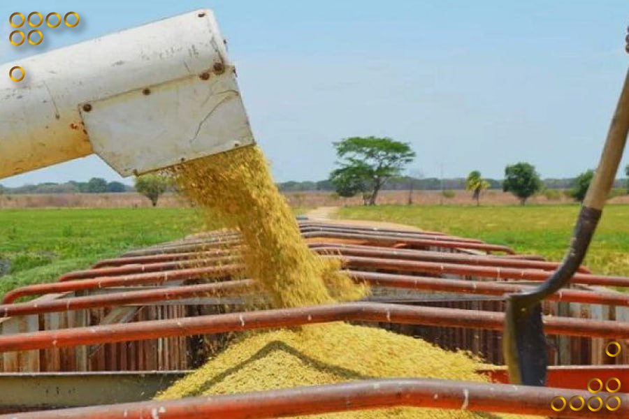 Producción nacional de arroz se prevé aumente a 27% superior al 2023