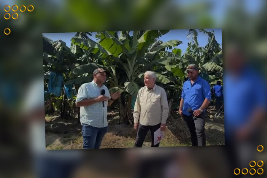 Distribuidora La Gomera cosecha unas 100 hectáreas de cambur en Carabobo