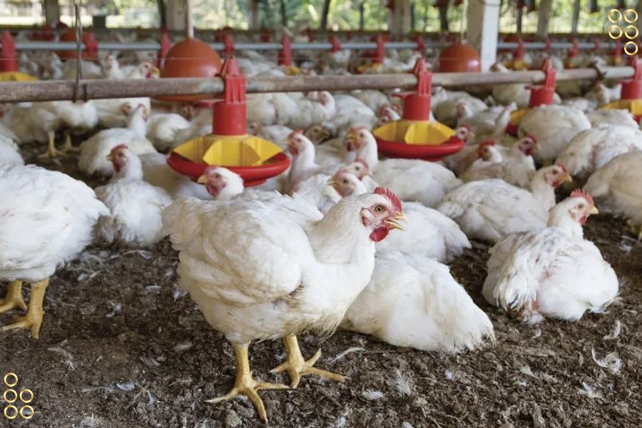 Guárico: Anuncian 15 núcleos avícolas para impulsar producción de 554 mil pollos