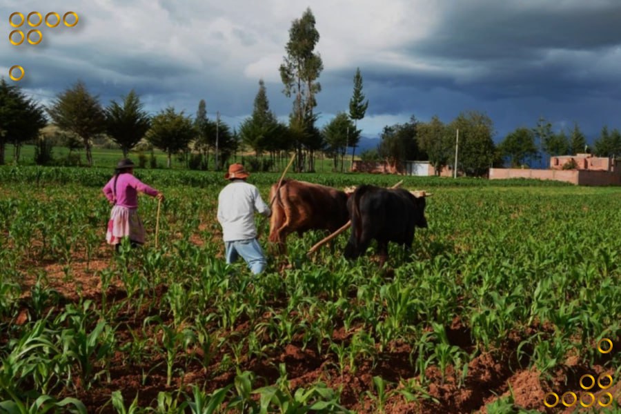 Sector agropecuario de Barinas activo para garantizar la distribución de carne