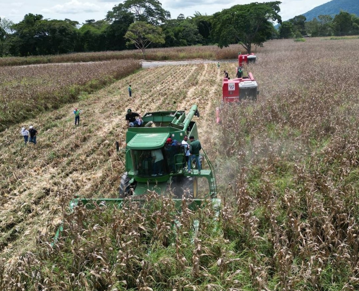 Gobierno nacional inicia ciclo de cosecha de cereales 2024 en Yaracuy