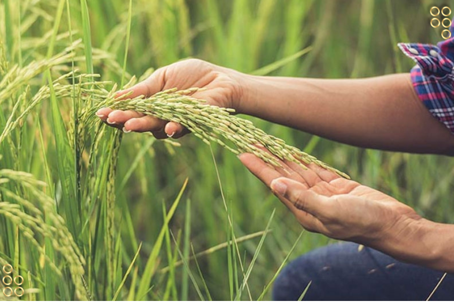 Más de 19 mil hectáreas de arroz se cultivan en Guárico