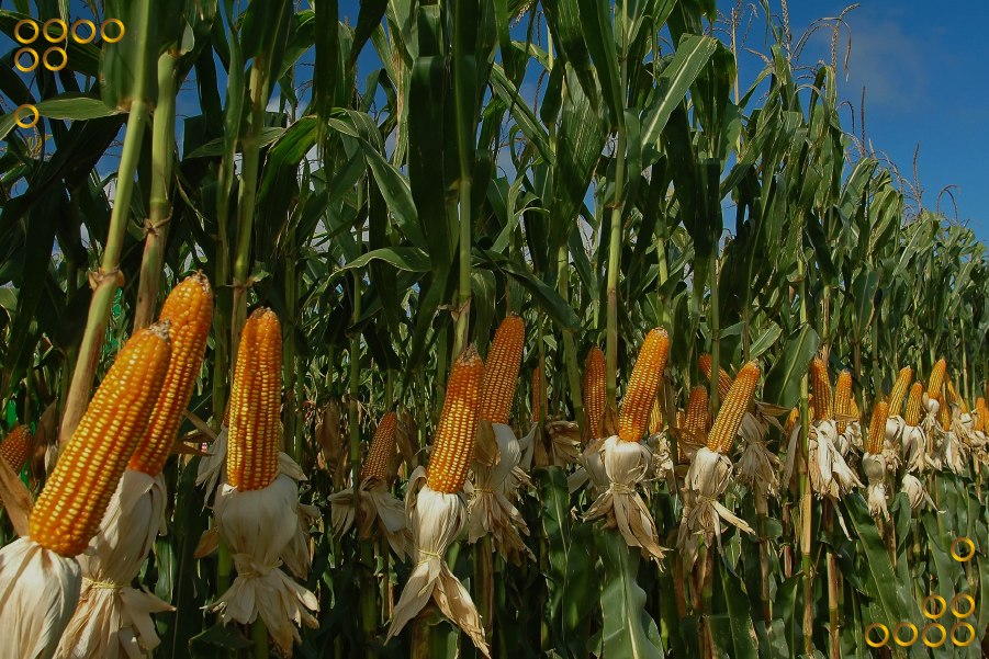 Gobierno nacional instala mesa técnica para producción de maíz