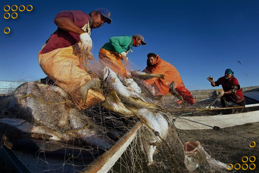 Cadena productiva de pesca en Sucre impulsa economía nacional