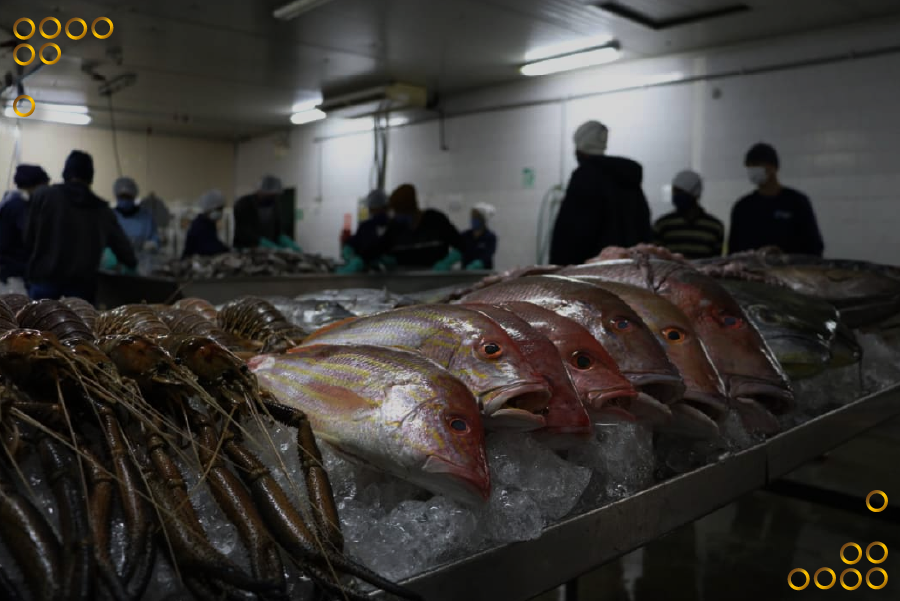 Curazao recibió 4,8 toneladas de productos pesqueros exportados por Venezuela