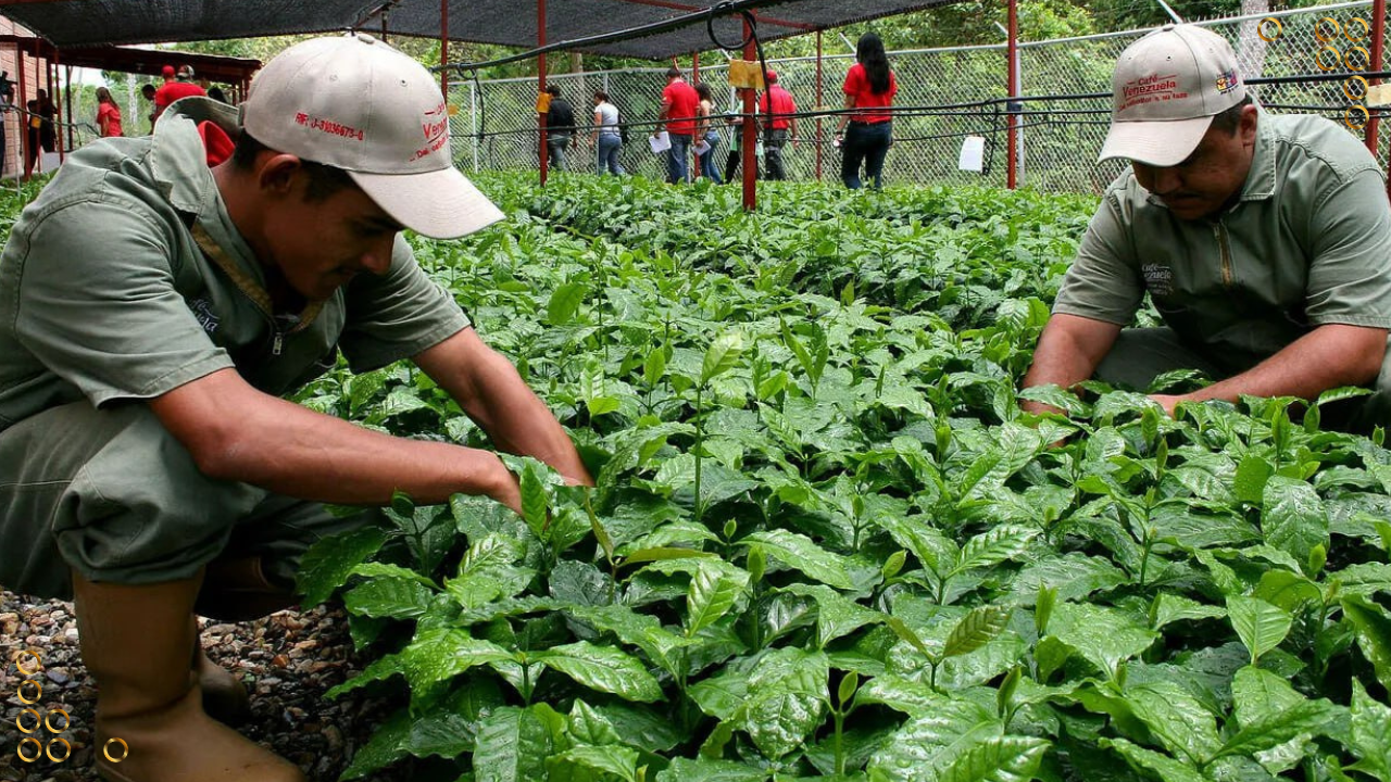 Impulsan capacitación a productores y técnicos cafetaleros