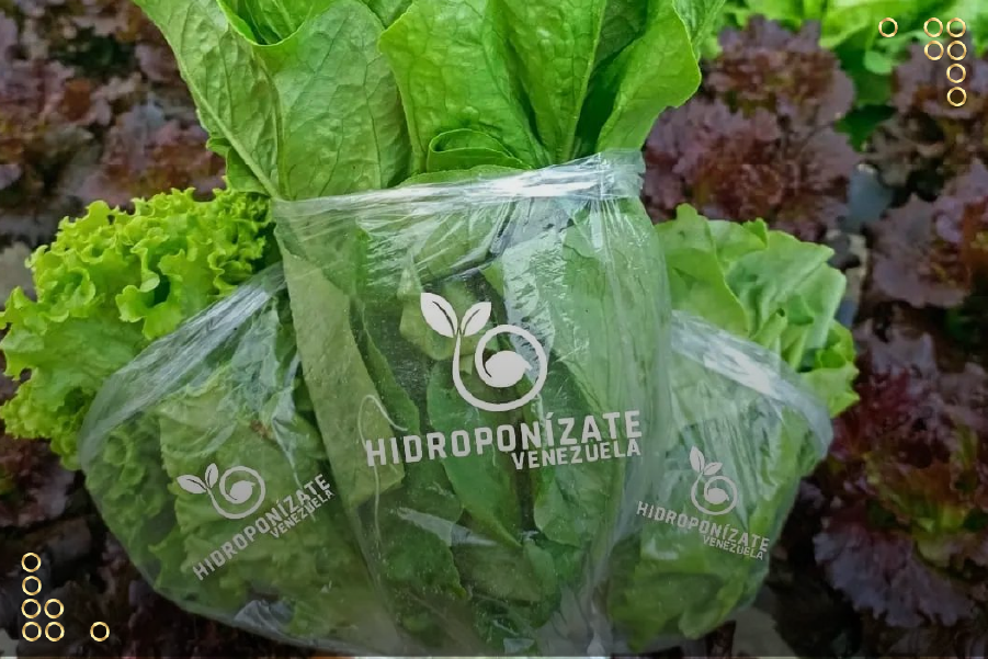 Joven emprendedor impulsa la hidroponía en la Colonia Tovar
