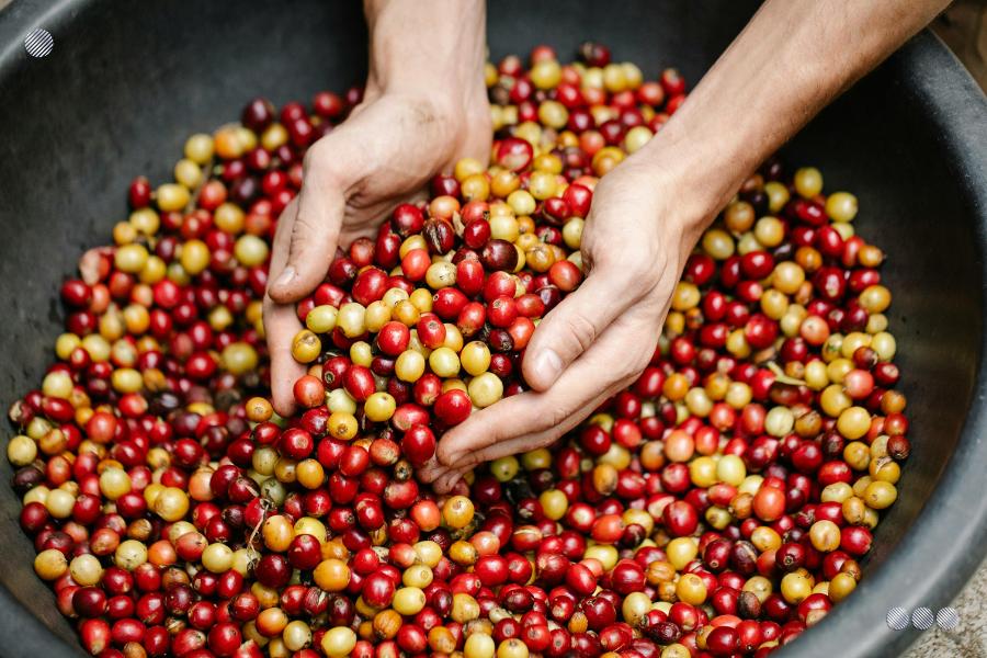 Producción de café en Venezuela roza los 4 millones de quintales